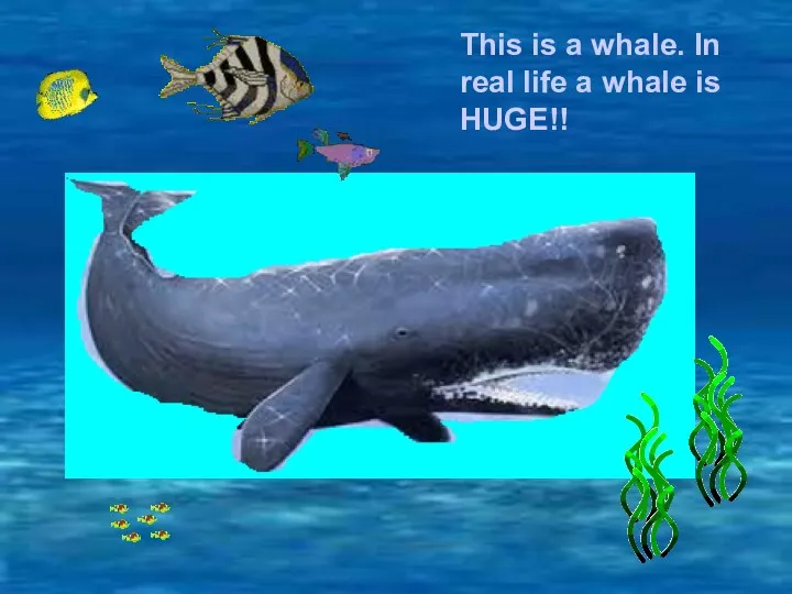 This is a whale. In real life a whale is HUGE!!