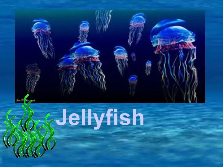 Jellyfish