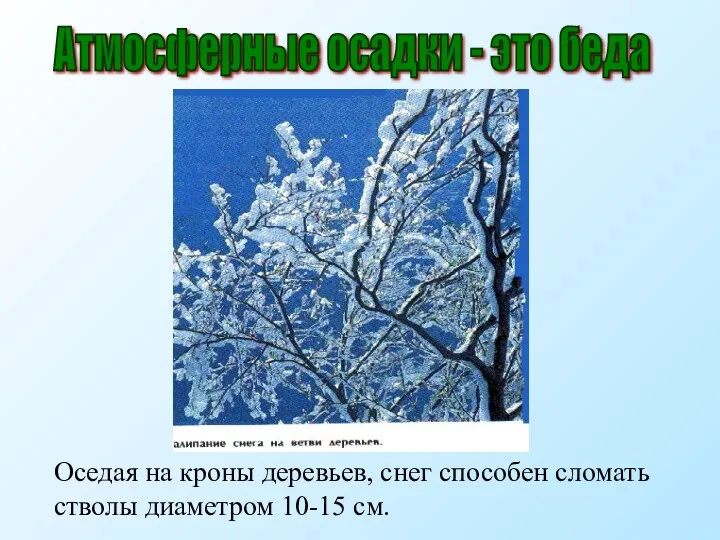 Оседая на кроны деревьев, снег способен сломать стволы диаметром 10-15 см. Атмосферные осадки - это беда