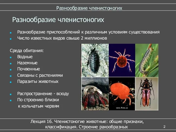 Разнообразие членистоногих Лекция 16. Членистоногие животные: общие признаки, классификация. Строение