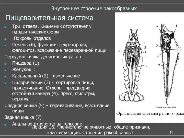 Внутреннее строение ракообразных Лекция 16. Членистоногие животные: общие признаки, классификация. Строение ракообразных Пищеварительная