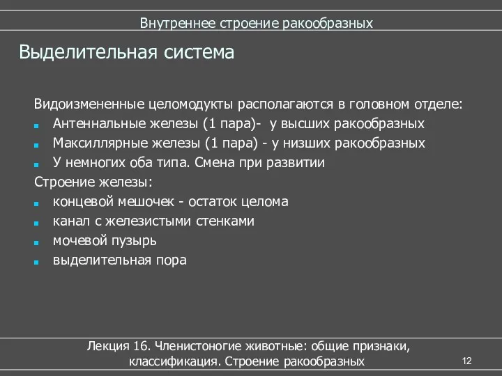 Внутреннее строение ракообразных Лекция 16. Членистоногие животные: общие признаки, классификация.