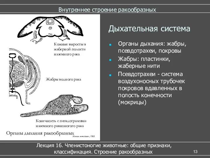 Внутреннее строение ракообразных Лекция 16. Членистоногие животные: общие признаки, классификация.