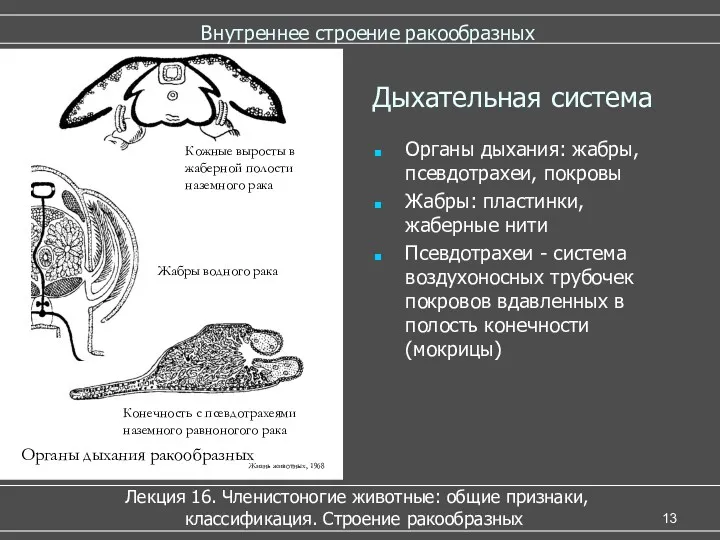 Внутреннее строение ракообразных Лекция 16. Членистоногие животные: общие признаки, классификация. Строение ракообразных Дыхательная