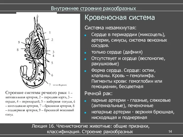 Внутреннее строение ракообразных Лекция 16. Членистоногие животные: общие признаки, классификация.