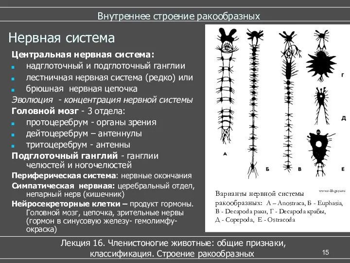 Внутреннее строение ракообразных Лекция 16. Членистоногие животные: общие признаки, классификация. Строение ракообразных Нервная