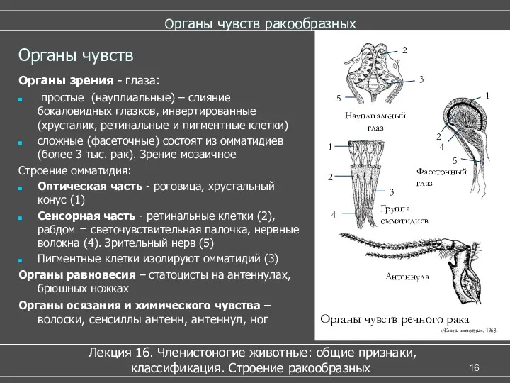 Органы чувств ракообразных Лекция 16. Членистоногие животные: общие признаки, классификация.