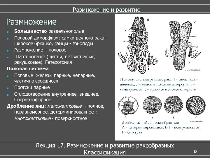 Размножение и развитие Лекция 17. Размножение и развитие ракообразных. Классификация