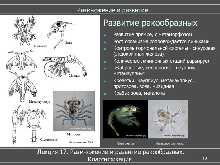 Размножение и развитие Лекция 17. Размножение и развитие ракообразных. Классификация Развитие ракообразных Развитие