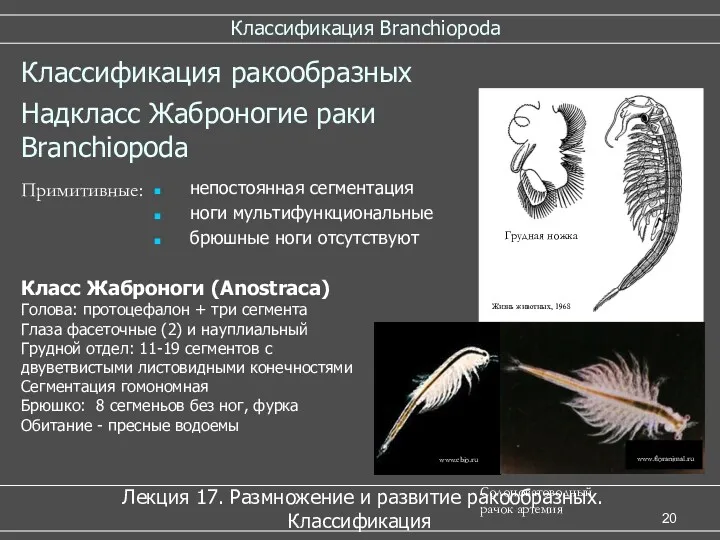 Классификация Branchiopoda Лекция 17. Размножение и развитие ракообразных. Классификация Надкласс Жаброногие раки Branchiopoda