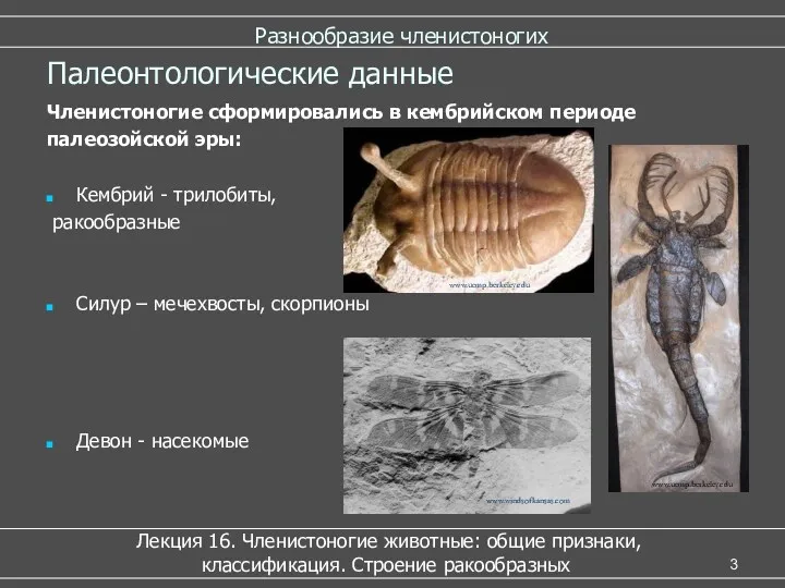 Разнообразие членистоногих Лекция 16. Членистоногие животные: общие признаки, классификация. Строение