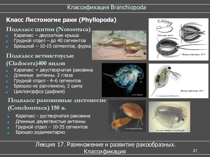Классификация Branchiopoda Лекция 17. Размножение и развитие ракообразных. Классификация Карапакс