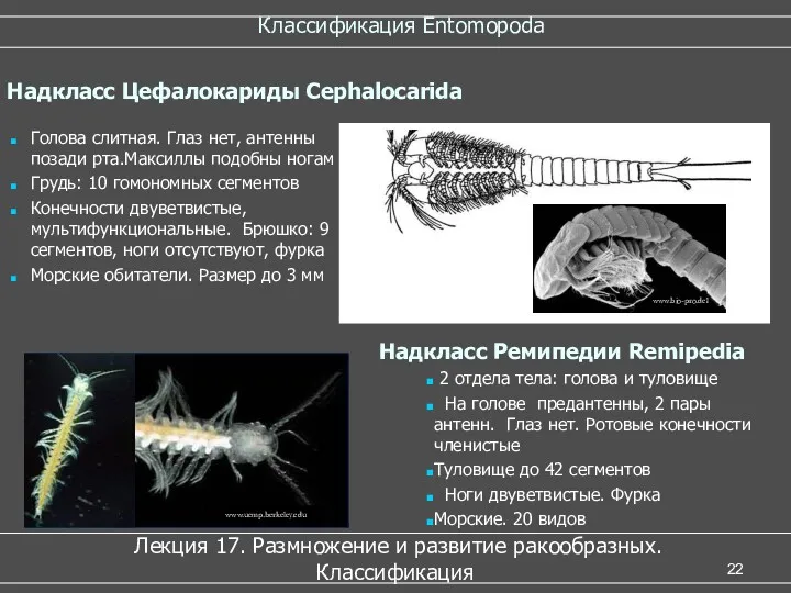 Классификация Entomopoda Лекция 17. Размножение и развитие ракообразных. Классификация Голова слитная. Глаз нет,