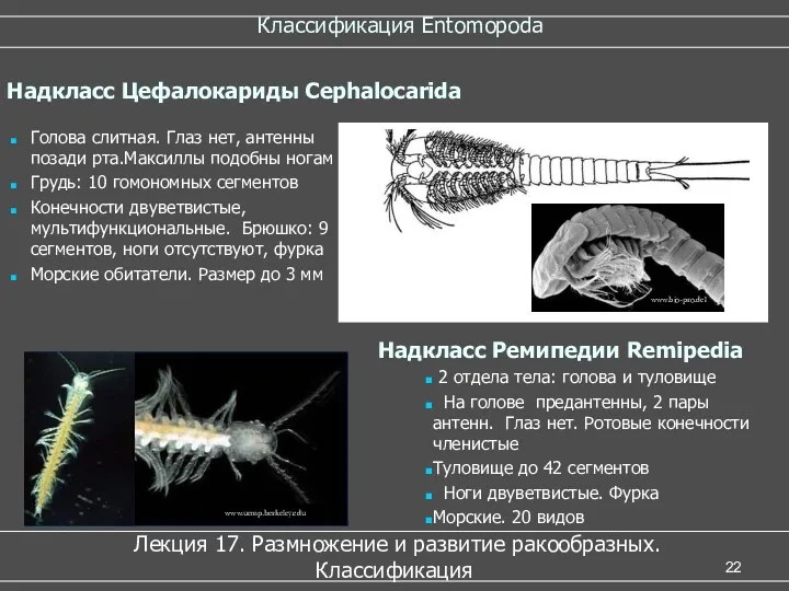 Классификация Entomopoda Лекция 17. Размножение и развитие ракообразных. Классификация Голова