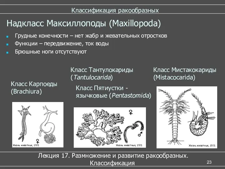 Классификация ракообразных Лекция 17. Размножение и развитие ракообразных. Классификация Надкласс Максиллоподы (Maxillopoda) Грудные