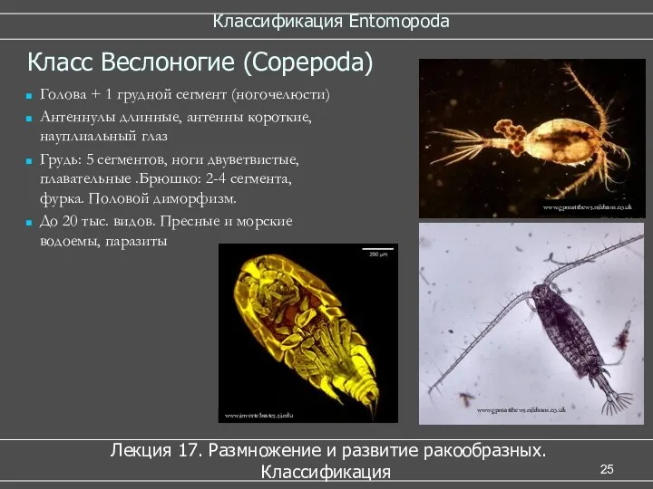 Классификация Entomopoda Лекция 17. Размножение и развитие ракообразных. Классификация Класс Веслоногие (Copepoda) Голова