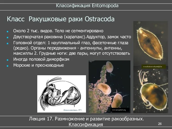 Классификация Entomopoda Лекция 17. Размножение и развитие ракообразных. Классификация Класс Ракушковые раки Ostracoda