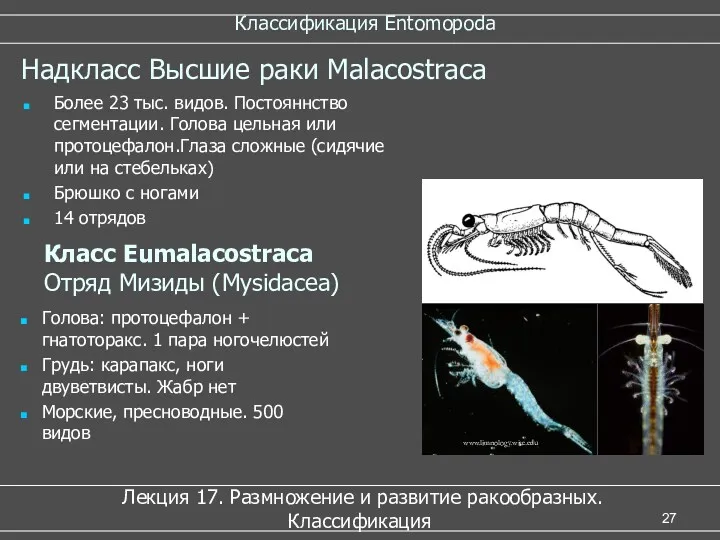 Классификация Entomopoda Лекция 17. Размножение и развитие ракообразных. Классификация Надкласс Высшие раки Malacostraca