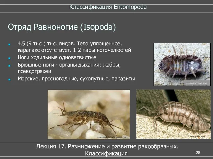 Классификация Entomopoda Лекция 17. Размножение и развитие ракообразных. Классификация Отряд Равноногие (Isopoda) 4,5