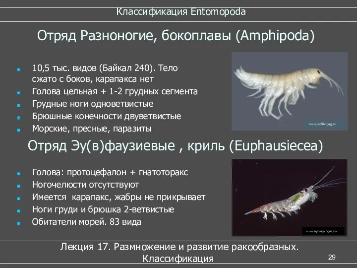 Классификация Entomopoda Лекция 17. Размножение и развитие ракообразных. Классификация Отряд