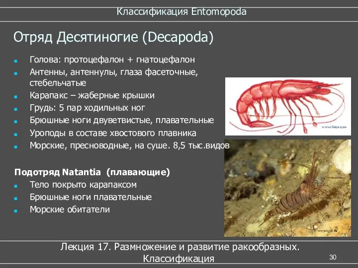 Классификация Entomopoda Лекция 17. Размножение и развитие ракообразных. Классификация Отряд Десятиногие (Decapoda) Подотряд