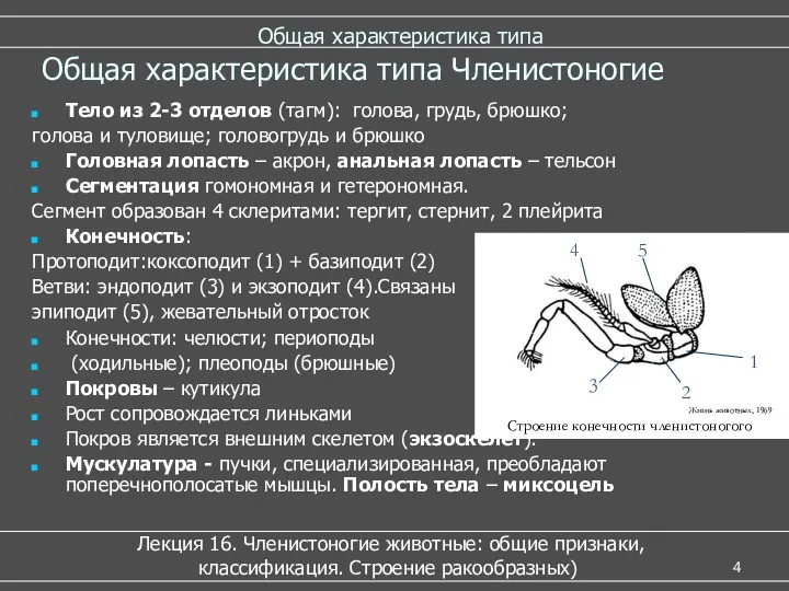 Общая характеристика типа Лекция 16. Членистоногие животные: общие признаки, классификация. Строение ракообразных) Общая