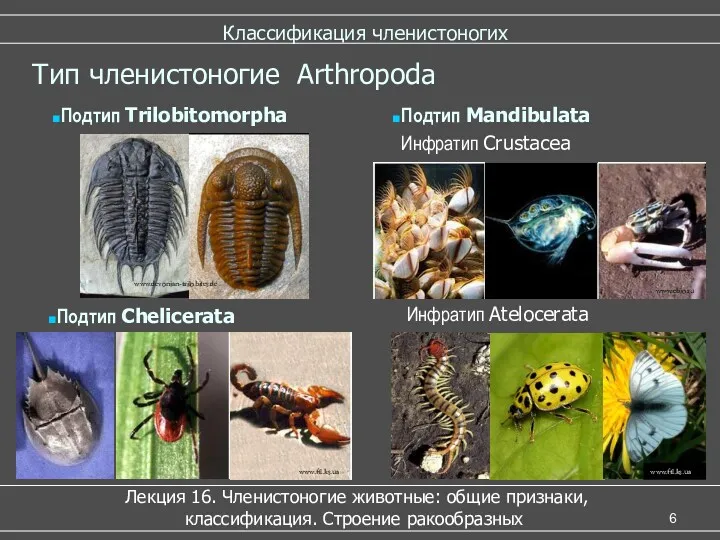 Классификация членистоногих Лекция 16. Членистоногие животные: общие признаки, классификация. Строение