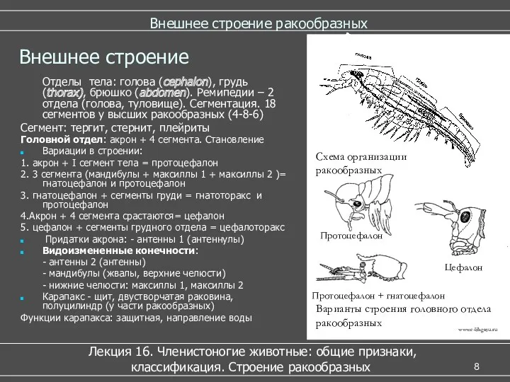 Внешнее строение ракообразных Лекция 16. Членистоногие животные: общие признаки, классификация. Строение ракообразных Внешнее