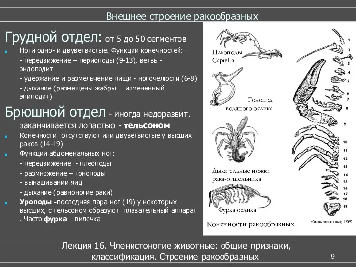 Внешнее строение ракообразных Лекция 16. Членистоногие животные: общие признаки, классификация. Строение ракообразных Грудной