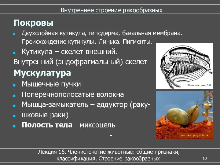 Внутреннее строение ракообразных Лекция 16. Членистоногие животные: общие признаки, классификация.