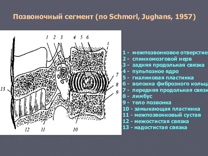 Позвоночный сегмент (по Schmorl, Jughans, 1957) 1 - межпозвонковое отверстие