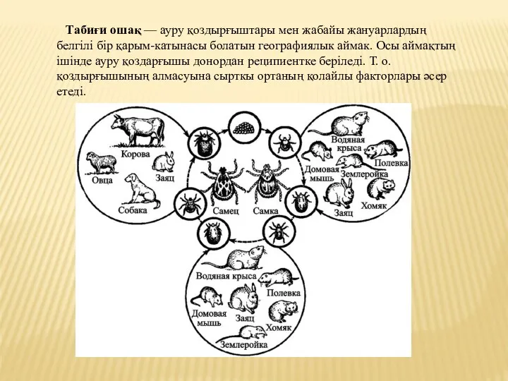 Табиғи ошақ — ауру қоздырғыштары мен жабайы жануарлардың белгілі бір қарым-катынасы болатын географиялык