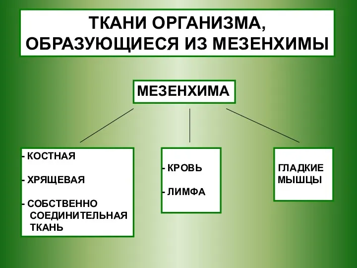 МЕЗЕНХИМА КОСТНАЯ ХРЯЩЕВАЯ СОБСТВЕННО СОЕДИНИТЕЛЬНАЯ ТКАНЬ ТКАНИ ОРГАНИЗМА, ОБРАЗУЮЩИЕСЯ ИЗ МЕЗЕНХИМЫ КРОВЬ ЛИМФА ГЛАДКИЕ МЫШЦЫ