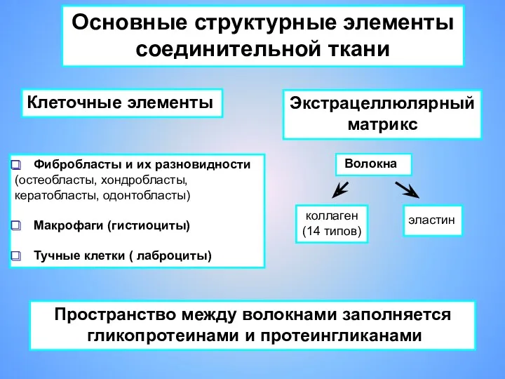 Волокна Клеточные элементы Фибробласты и их разновидности (остеобласты, хондробласты, кератобласты,