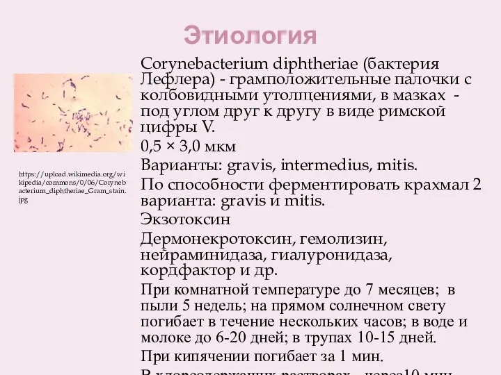 Этиология Corynebacterium diphtheriae (бактерия Лефлера) - грамположительные палочки с колбовидными