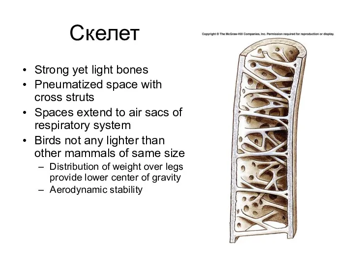 Скелет Strong yet light bones Pneumatized space with cross struts