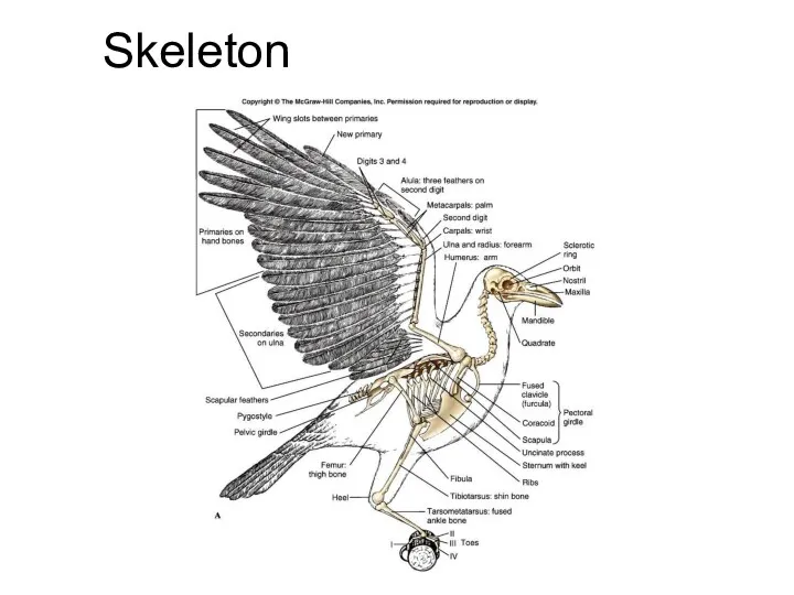 Skeleton