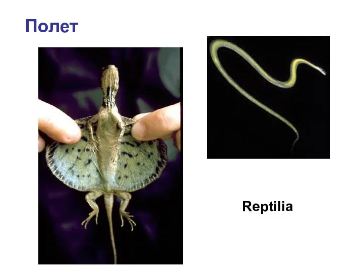 Полет Reptilia