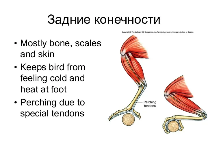 Задние конечности Mostly bone, scales and skin Keeps bird from