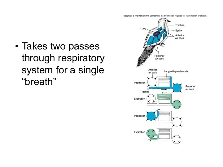 Takes two passes through respiratory system for a single “breath”