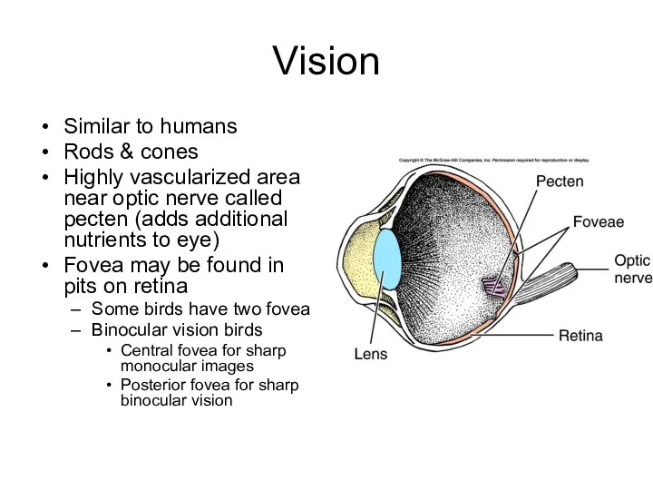 Vision Similar to humans Rods & cones Highly vascularized area