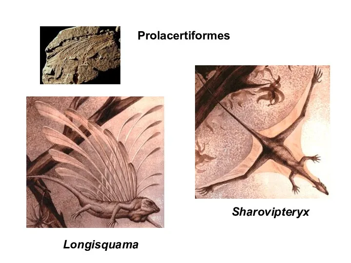 Sharovipteryx Longisquama Prolacertiformes