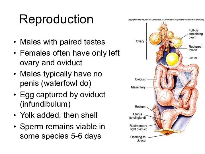 Reproduction Males with paired testes Females often have only left