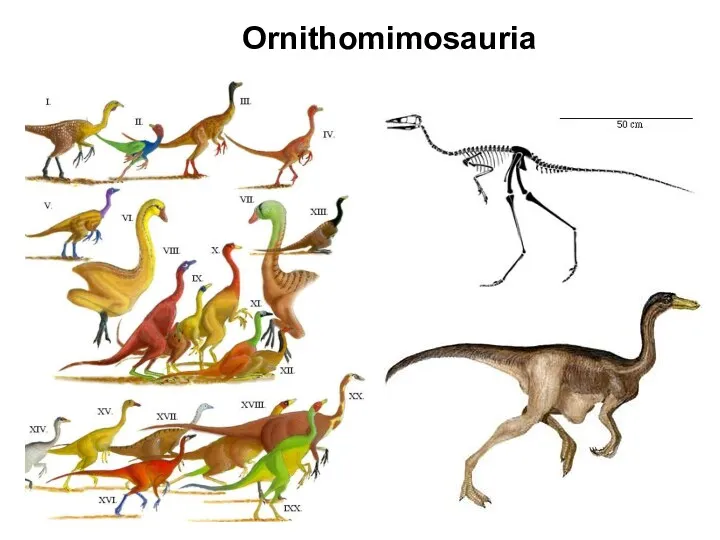 Ornithomimosauria