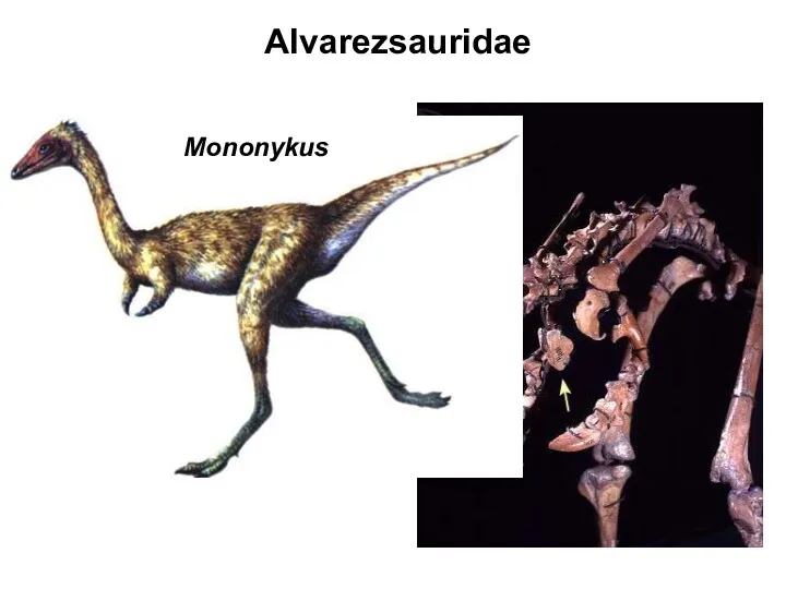 Mononykus Alvarezsauridae