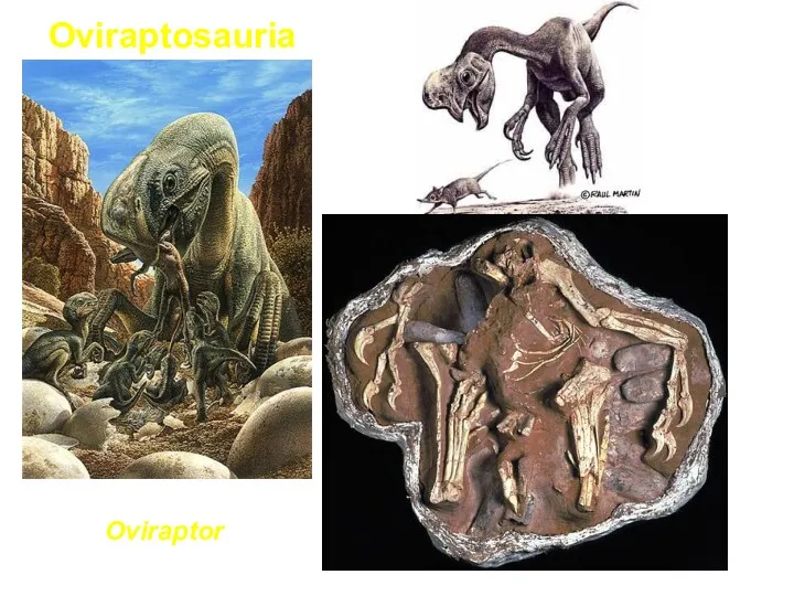 Oviraptor Oviraptosauria