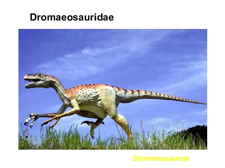 Dromaeosaurus Dromaeosauridae