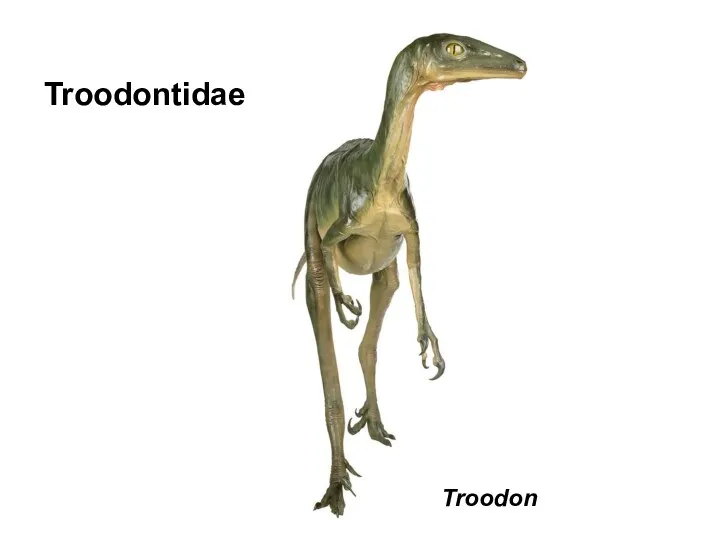 Troodon Troodontidae