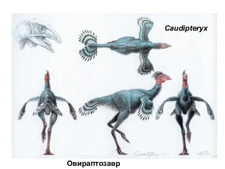 Caudipteryx Овираптозавр