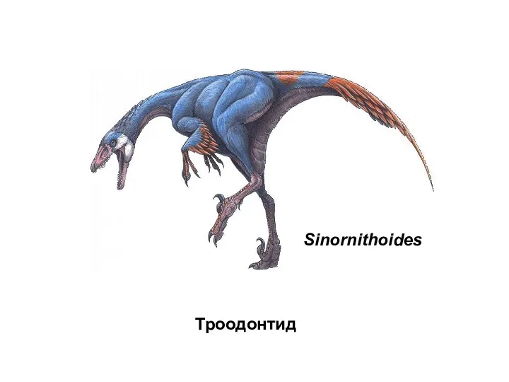 Sinornithoides Троодонтид